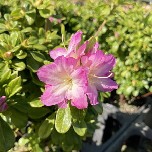 ccW văccW dîj4×3ZbgbԖ10-AK