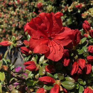 ccW văccW z 4×3ZbgbԖ10-AK