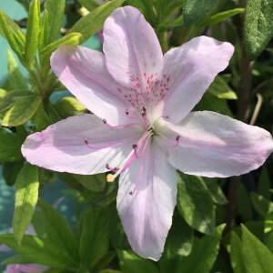 ccW iLVjccW Ⴓ 4×3ZbgbԖ10-AK