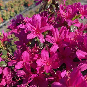 ccW văccW Z̎ 4×3ZbgbԖ10-AK