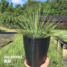 ユッカ リネアリフォリア (Yucca linearifolia) 6号 ｜花木01-D1