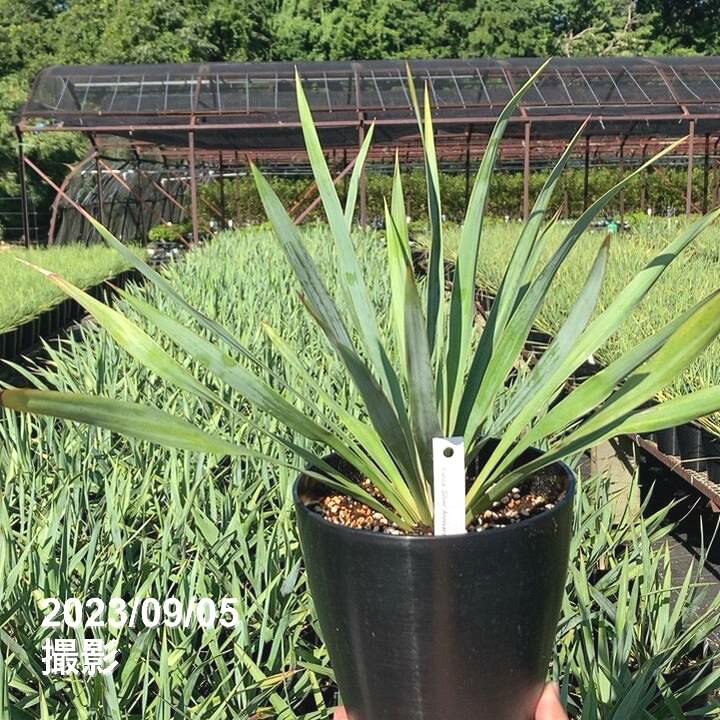 楽天市場】ユッカ 6号 シルバーアニバーサリー（Yucca Silver