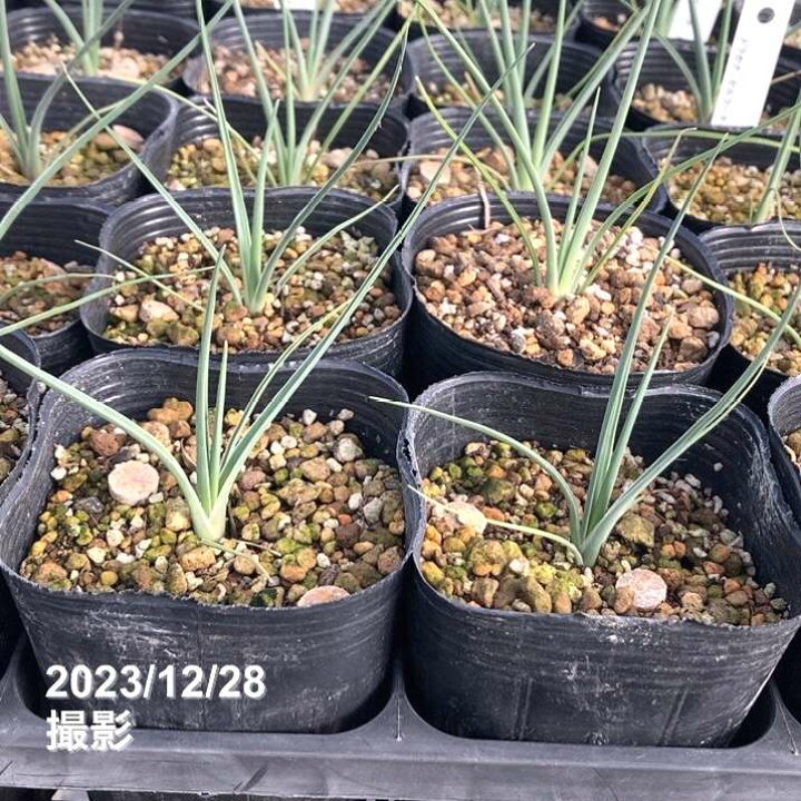 楽天市場】ドラセナ セルラータ 3号ポット｜観葉01-D1 : 赤塚植物園 