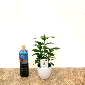 コーヒーの木 4号 （3本植え） 白陶器鉢 ｜観葉02-D2