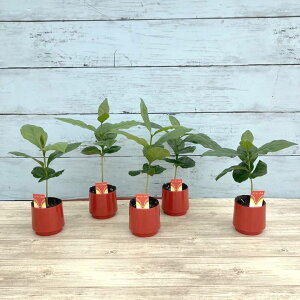 R[q[̖ 2 5Zbgbϗt02-D2