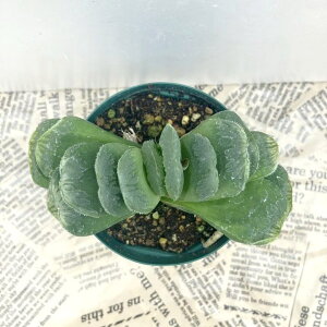 �n�I���`�A 2.5�� truncata hyb�m2-20�n�b�ϗt02-D2