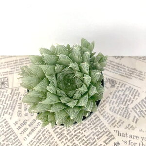 nI`A 2.5 cooperi var.pilifera-wikipeddiam1-19nbϗt02-D2