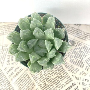 nI`A 2.5 cooperi hyb Red Pinkm1-28nbϗt02-D2