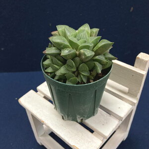 nI`A 2.5 comptoniana hybm2-25nbϗt02-D2