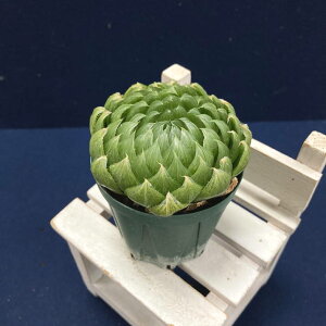 nI`A 2.5 Emerald LEDm3-14nbϗt02-D2