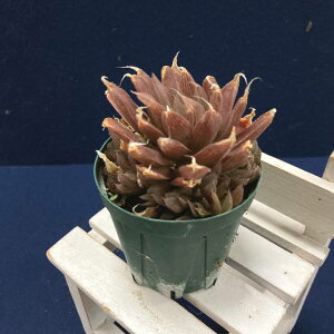 nI`A 2.5 legtonii isi 1399m3-23nbϗt02-D2