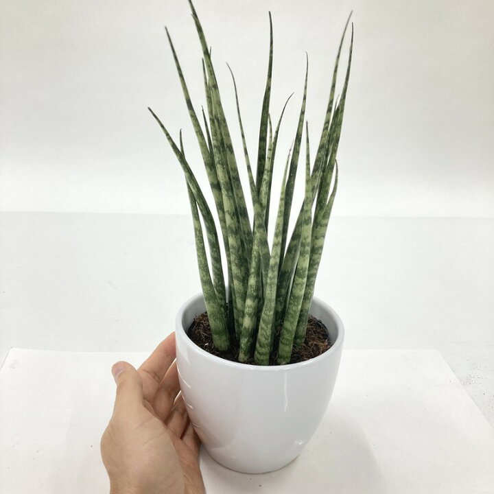 楽天市場 サンスベリア 4号 ファーンウッド パンク 白陶器鉢仕様 赤塚植物園 楽天市場店