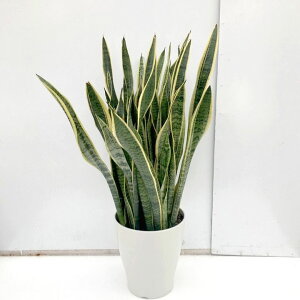 TXxA 8 [`[ vX`bNdlbϗt02-D2