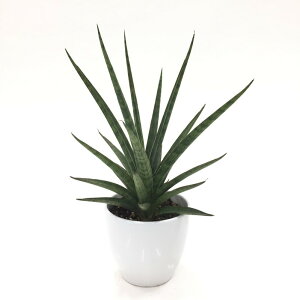 TXxA 4 Vo[jt 픫dlbϗt02-D2