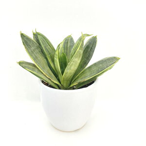 TXxA 3.5 OCnj[ 픫dlbϗt02-D2