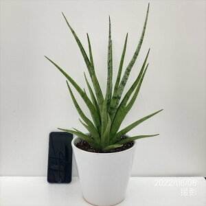 TXxA 5 OLX 픫dlbϗt02-D2