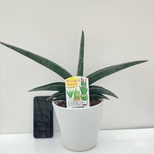 TXxA 5 uX^[u[ 픫dlbϗt02-D2