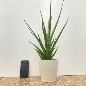 TXxA 5 OLX vX`bNdlbϗt02-D2