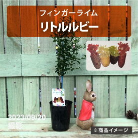 フィンガーライム 3.5号 リトルルビー｜柑橘｜果樹10-TU
