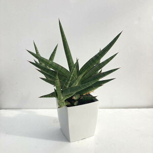 TXxA 4 gPjAiNvtjvdlbϗt02-D2