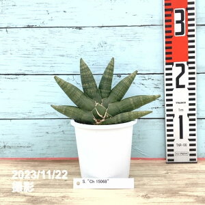 TXxA 4 }^ vbϗt02-D2