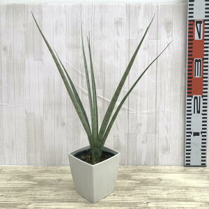 TXxA 3.5 Wicha gold pvdlbϗt02-D2