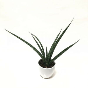 TXxA 4 TCAu[ 픫dlbϗt02-D2