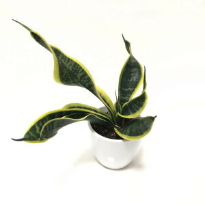 TXxA 4 cCX^[ 픫dlbϗt02-D2