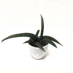 TXxA 4 tBbV[ 픫Abϗt02-D2