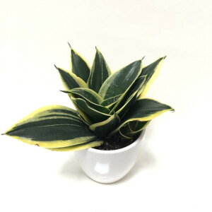 TXxA 3.5 ubN[^X 픫dlbϗt02-D2