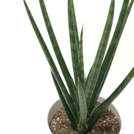 サンスベリア 4号 フランシシー 白陶器鉢植え｜観葉02-D2