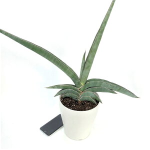 TXxA 6 uX^[ vX`bNdlbϗt02-D2