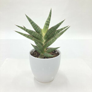 TXxA 4 gPjA 픫dlbϗt02-D2