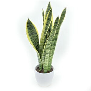 TXxA 4 [`[ 픫dlbϗt02-D2