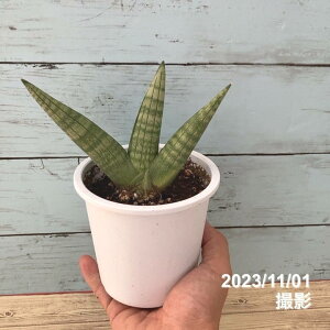 TXxA 4 }^iqjvbϗt02-D2