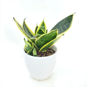 TXxA 3.5 Xp[onj[ 픫dlbϗt02-D2