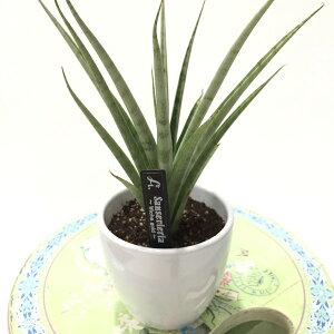 TXxA 3.5 Wicha gold 픫dlbϗt02-D2