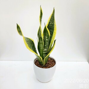 TXxA 4 Xp[o 픫dlbϗt02-D2