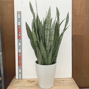 �T���X�x���A 10�� �[���j�J �v���X�`�b�N���d�l�bs200�b�ϗt02-D2
