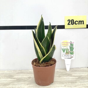 TXxA 3.5 ubN[^X Ydlbϗt02-D2