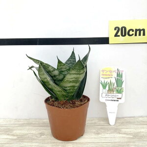 TXxA 3.5 O[nj[ Ydlbϗt02-D2