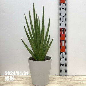 TXxA 6 {u vdlbϗt02-D2