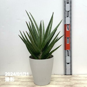 TXxA 6 MK vdlbϗt02-D2