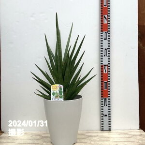 TXxA 7 MK vdlbϗt02-D2