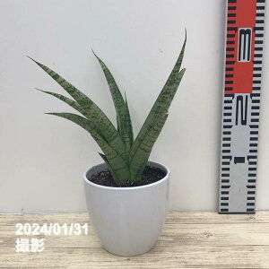 TXxA 4 pS_ 픫dlbϗt02-D2