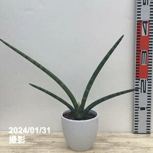 TXxA 4 tXeBRT 픫dlbϗt02-D2