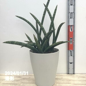 TXxA 7 tBbV[ vdlbϗt02-D2