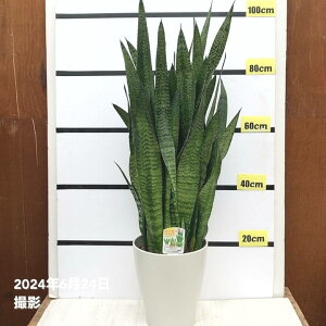 TXxA 8 [jJ vX`bNdlbϗt02-D2