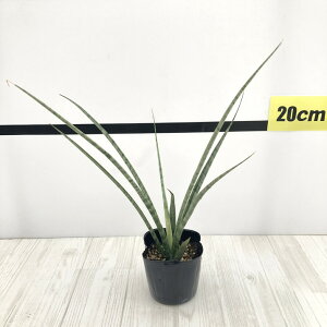 TXxA 3 Wicha gold Ydlbϗt02-D2