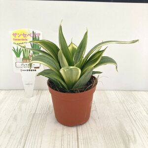 TXxA 3.5 OCnj[ Ydlbϗt02-D2